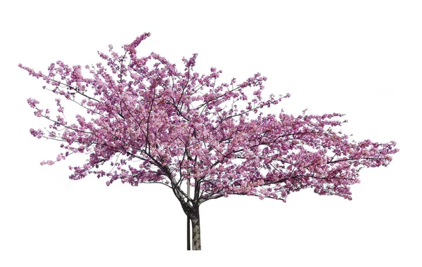 Japon sakurası, çiçek açan pembe kiraz ağaçları beyaz arka planda izole edilmiş..