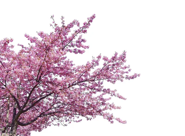 Japon sakurası, çiçek açan pembe kiraz ağaçları beyaz arka planda izole edilmiş..