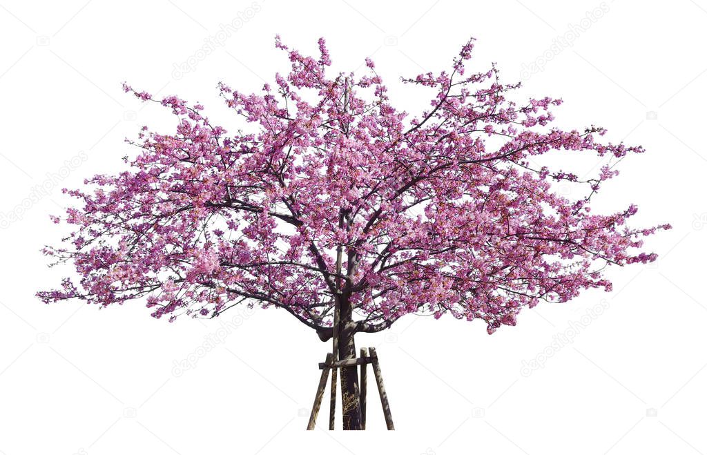 Japanese sakura, full blooming pink cherry blossoms tree isolated on white background.