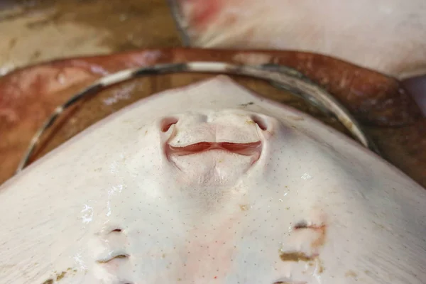 Morto Sorriso Rosto Stingray Mercado Fresco Para Vender — Fotografia de Stock