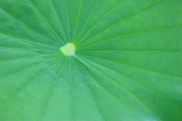 Lotus Vert Texture Surface Feuille Fond — Photo