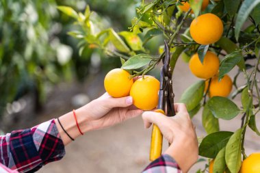 Bir kadın elinde makasla portakalları ağaçtan alıyor. Ekolojik bahçe kavramları
