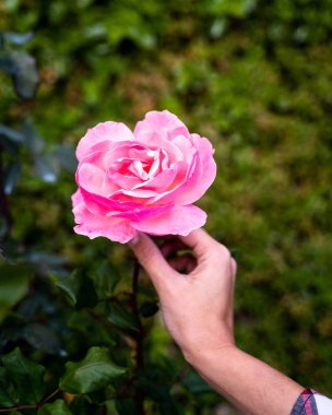 Tarlada izole edilmiş pembe kırmızı gül çiçekli kadın elleri.