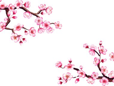 Suluboya çiçekli sakura çerçevesi. Bahar kiraz çiçeği sınırı, beyaz üzerinde izole..