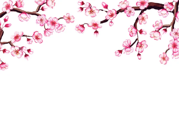 Watercolor floral sakura frame. Spring cherry blossom border, isolated on white. — Stock Photo, Image