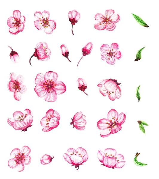 Aquarel bloemen sakura bloemen set. Lente kersenbloesem, geïsoleerd op wit. — Stockfoto