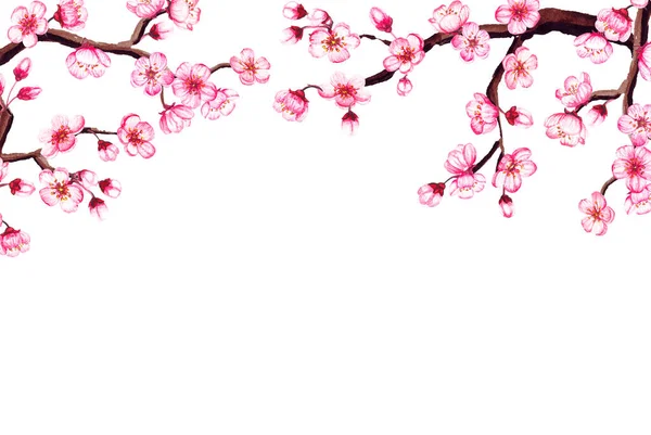 Υδατογραφία floral sakura πλαίσιο. Σύνορο ανοιξιάτικης ανθοφορίας, απομονωμένο σε λευκό. — Φωτογραφία Αρχείου