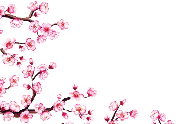 Watercolor floral sakura frame. Spring cherry blossom border, isolated on white. — Stock Photo, Image