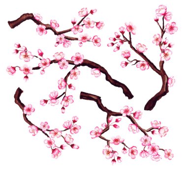 Suluboya çiçekli sakura dalları. Bahar kiraz çiçeği, beyazda izole..