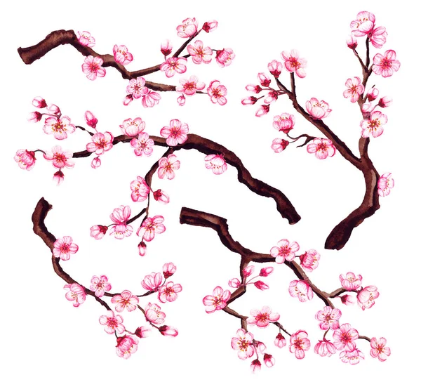 Υδατογραφία floral sakura κλαδιά. Ανθός ανοιξιάτικης κερασιάς, απομονωμένος. — Φωτογραφία Αρχείου