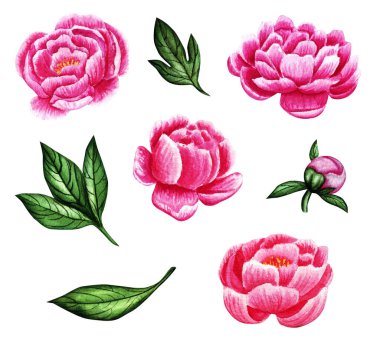 Pembe şakayık ve yeşil yapraklı suluboya çiçek seti. Düğün çizimi.