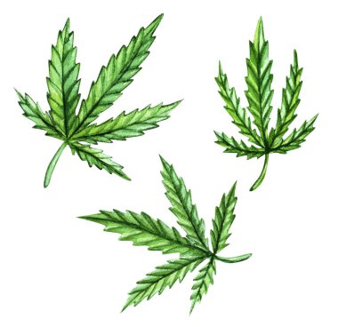 Beyaz üzerinde izole edilmiş suluboya kenevir yaprakları.