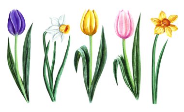 Beyaz arka planda suluboya laleler ve narsistler var. Tebrik kartları, düğün davetiyeleri, çiçek posteri ve süslemeler için çiçek illüstrasyonu.