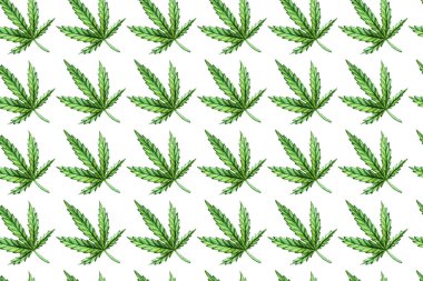 Yeşil, pürüzsüz bir kenevir sativa deseni. Esrar Indica, yapraklı marihuana bitkisi. Suluboya el çizimi beyaz arkaplanda izole edilmiş resim çizimi.