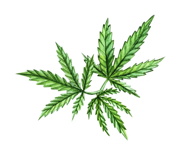 Ένα πράσινο κλαδί Cannabis sativa. Cannabis indica, Μαριχουάνα φαρμακευτικό φυτό με φύλλα. Υδατογραφία χέρι ζωγραφικό εικονογράφηση απομονώνονται σε λευκό φόντο. — Φωτογραφία Αρχείου