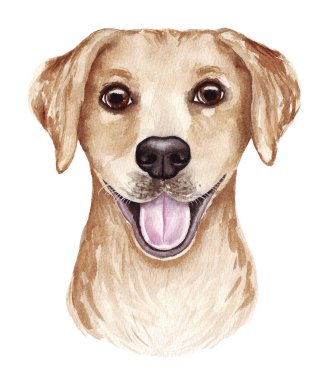Komik bir köpeğin suluboya çizimi. Popüler köpek cinsi. Köpek. Labrador av köpeği. Beyaz üzerine el yapımı karakter.