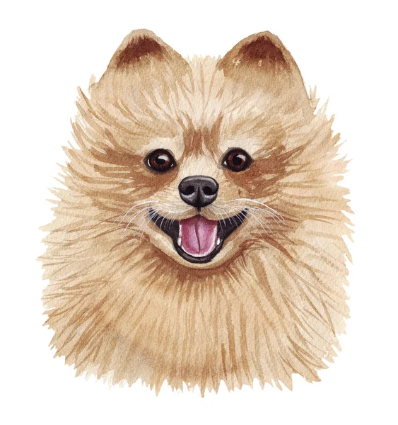 Watercolor illustration of a funny dog. Popular dog breed. Pomeranian dog. Pomeranian spitz. Hand made character isolated on white — Stock Photo, Image