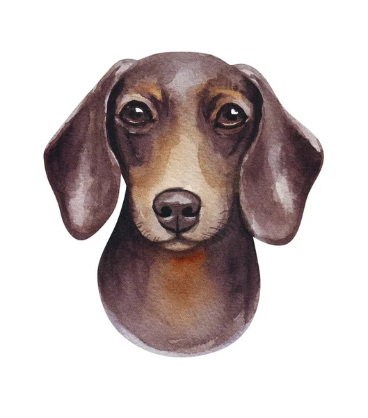 Akvarel ilustrace legračního psa. Oblíbené psí plemeno. Párkový pes. Jezevčík. Ručně vyrobený znak izolovaný na bílém — Stock fotografie