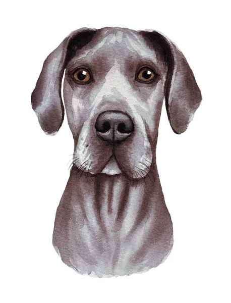 Ilustración en acuarela de un perro divertido. Raza de perros popular. Perro. Gran Danés. Personaje hecho a mano aislado en blanco —  Fotos de Stock