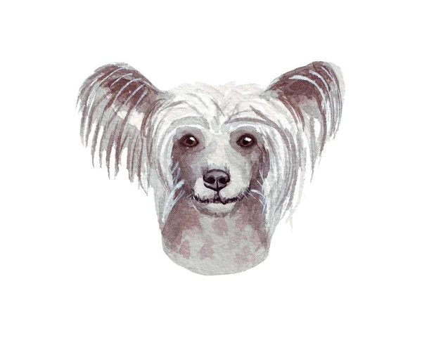 Ilustración en acuarela de un perro divertido. Raza de perros popular. Perro Cresta Chino. Personaje hecho a mano aislado en blanco —  Fotos de Stock
