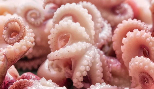 Tentacles of Octopus close up. — Stock Photo, Image