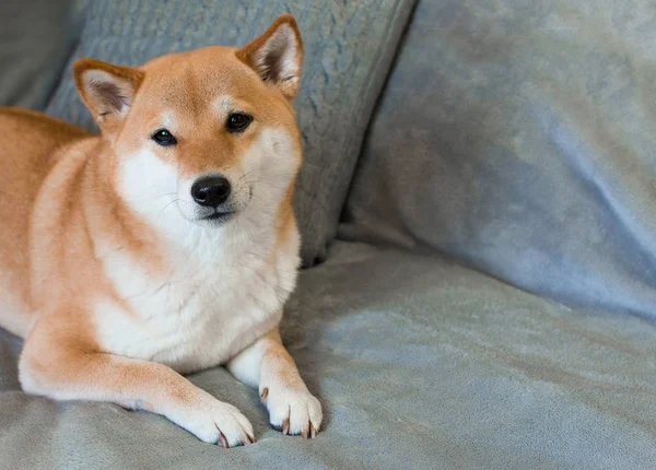 Κόκκινο σκυλί φυλή Shiba inu βρίσκεται στο γκρι καναπέ στο σπίτι — Φωτογραφία Αρχείου