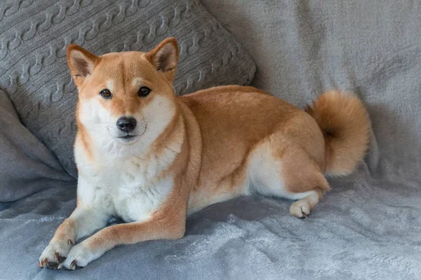 Κόκκινο σκυλί φυλή Shiba inu βρίσκεται στο γκρι καναπέ στο σπίτι — Φωτογραφία Αρχείου