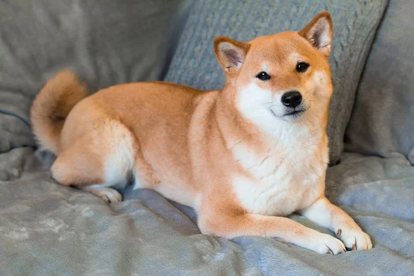 Κόκκινο σκυλί φυλή Shiba inu βρίσκεται στο γκρι καναπέ στο σπίτι — Φωτογραφία Αρχείου