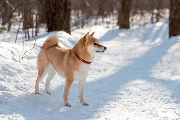 Kırmızı yakalı şirin kırmızı shiba inu köpeği güneşli kış gününde ormanda duruyor.. 