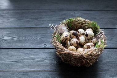 Quail Easter eggs with green moss and feathers in a nest on a black wooden table with copy space
