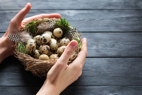 Las manos de las mujeres sostienen el nido de aves con huevos de codorniz con musgo verde y plumas, acostados en una mesa de madera negra . — Foto de Stock