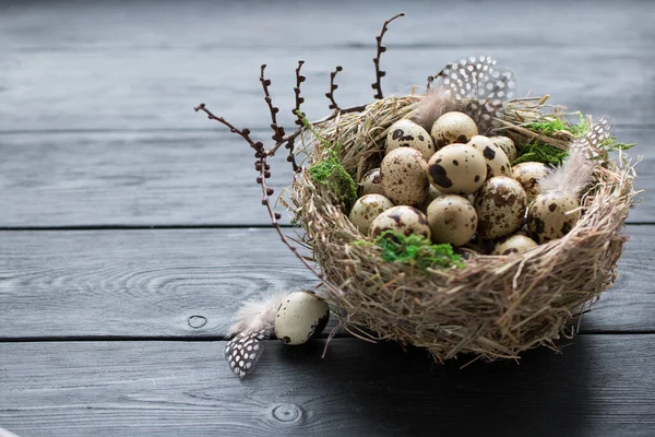 Huevos de codorniz con musgo verde y plumas en un nido sobre una mesa de madera negra con espacio para copiar — Foto de Stock
