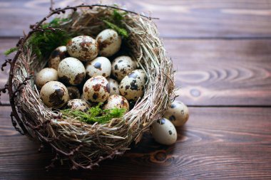 Quail eggs with green moss  in a nest on a braun wooden table with copy space