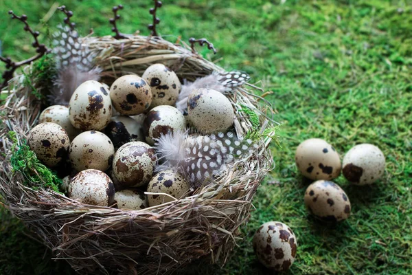 Huevos de codorniz con musgo verde en un nido sobre un musgo verde con espacio para copiar — Foto de Stock