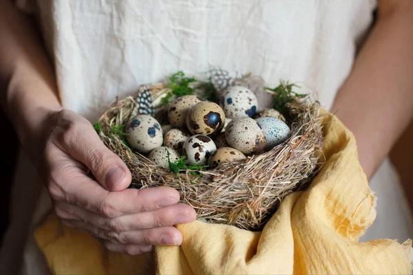 Las manos de las mujeres sostienen el nido de aves con huevos de codorniz con musgo verde y plumas . — Foto de Stock