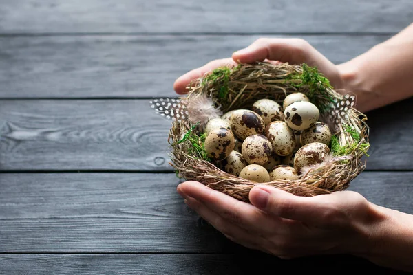Las manos de las mujeres sostienen el nido de aves con huevos de codorniz con musgo verde y plumas, acostados en una mesa de madera negra . — Foto de Stock