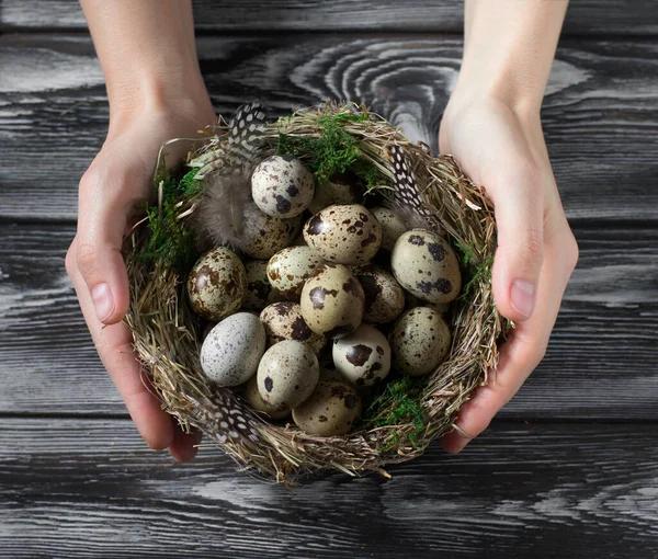 Las manos de las mujeres sostienen el nido de aves con huevos de codorniz con musgo verde y plumas, acostados en una mesa de madera . — Foto de Stock