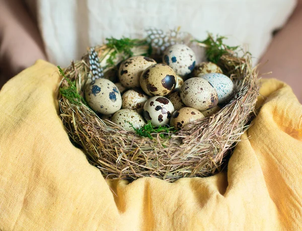 Las manos de las mujeres sostienen el nido de aves con huevos de codorniz con musgo verde y plumas . — Foto de Stock
