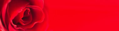 Sol tarafında kırmızı bir gül olan yatay afiş arkaplanı