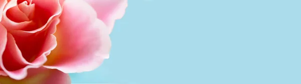 Horizontal banner background with a pink rose on the left side