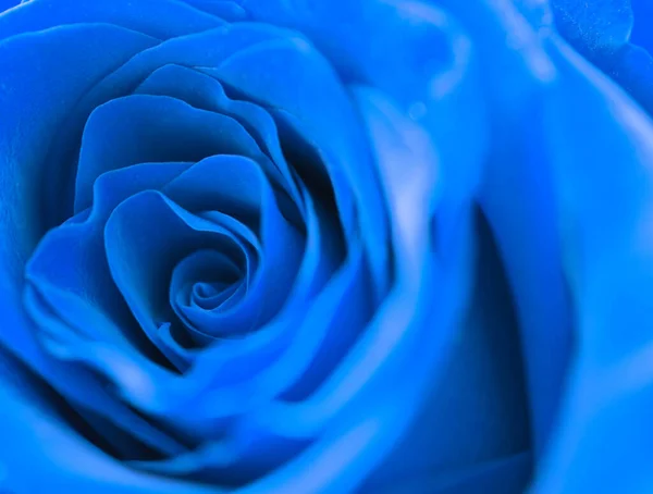 Голубая роза, макро, вид спереди, селективный фокус — стоковое фото