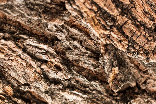 Rinde eines alten Baumes im Park als Textur — Stockfoto
