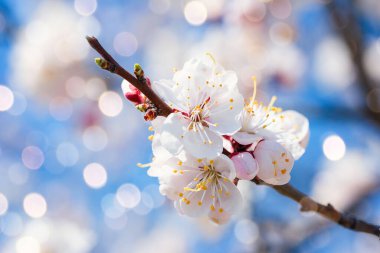 Kiraz ağacının dalları mavi gökyüzünün arka planında çiçek açıyor. Beyaz taç yapraklı çiçekler.. 