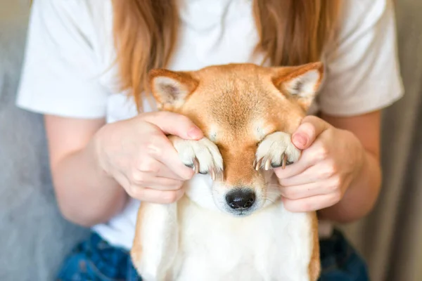 Mujer jugando con su lindo perro Shiba inu rojo en casa. Primer plano. Felices momentos acogedores de la vida. Quédate en casa concepto —  Fotos de Stock