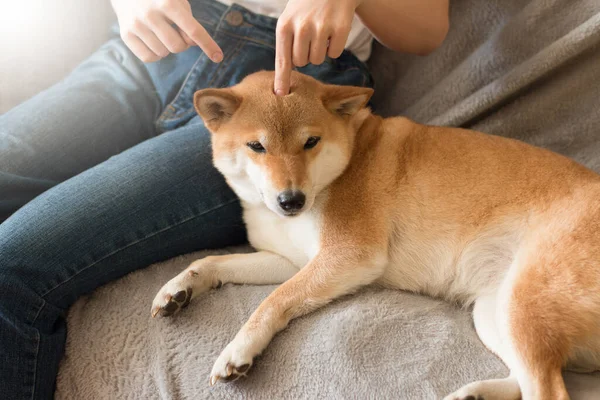 Evdeki gri kanepede şirin kırmızı Shiba inu köpeğiyle oynayan bir kadın. Yakın plan. Hayatın keyifli anları. Ev konseptinde kal