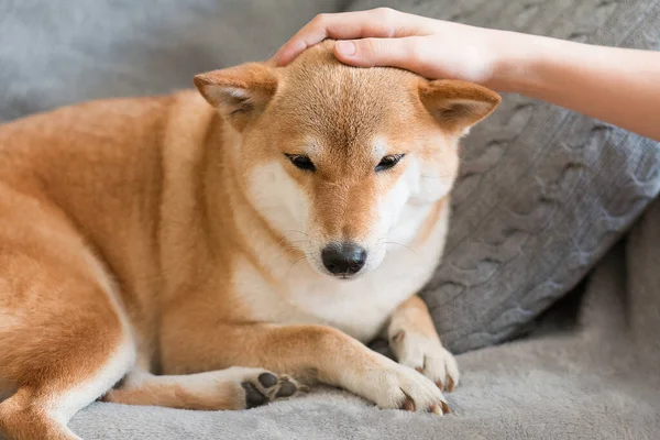 Nő simogató aranyos piros Shiba inu kutya szürke kanapén otthon. Közelkép. Boldog, kényelmes pillanatokat az életben. Maradj otthon! — Stock Fotó