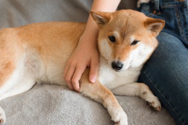 Bir kadın, evinde kucağında uzanmış, kırmızı sevimli bir köpek olan Shiba Inu 'ya sarılıyor. Yakın plan. Hayatın keyifli anları. Ev konseptinde kal