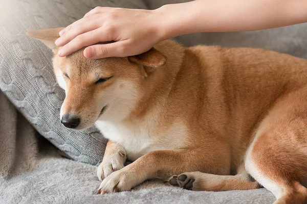 Nő simogató aranyos piros Shiba inu kutya szürke kanapén otthon. Közelkép. Boldog, kényelmes pillanatokat az életben. Maradj otthon! — Stock Fotó