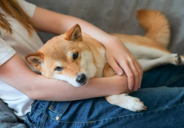 Μια γυναίκα αγκαλιάζει ένα χαριτωμένο κόκκινο σκυλί Shiba Inu, που βρίσκεται στην αγκαλιά της στο σπίτι. Κοντινό πλάνο. Καλές στιγμές της ζωής. Μείνετε στο σπίτι έννοια — Φωτογραφία Αρχείου