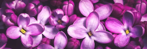 Baner Kwitnących Fioletowych Kwiatów Lilii Tle — Zdjęcie stockowe